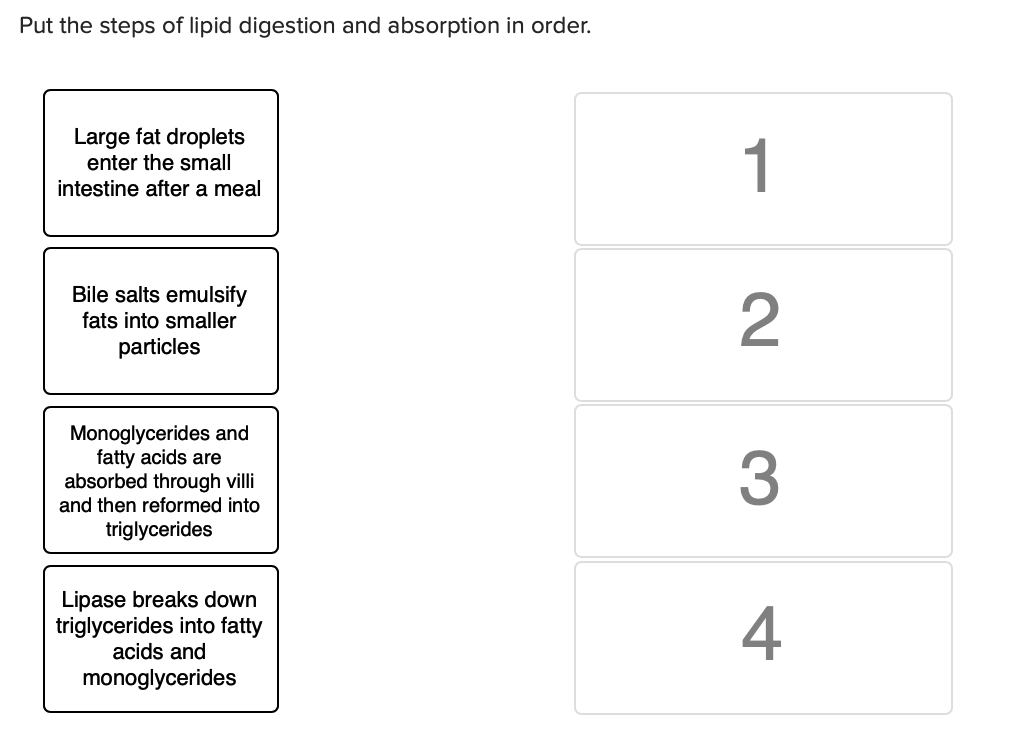 Solved Put the steps of lipid digestion and absorption in | Chegg.com