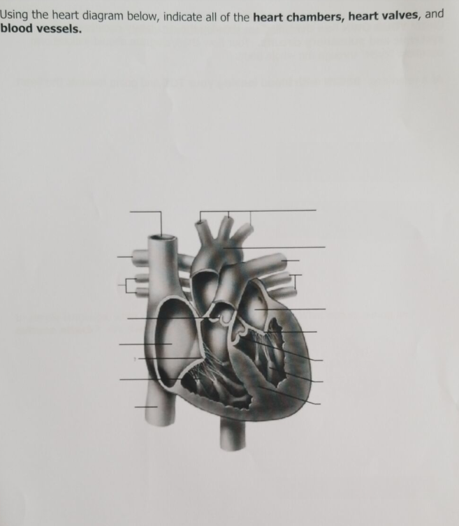 identify the heart chambers that pump blood out of the heart