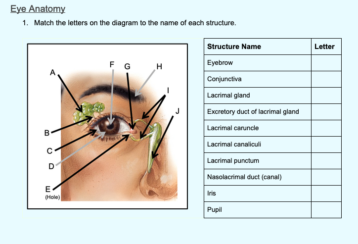 Solved Eye Anatomy 1. Match the letters on the diagram to | Chegg.com
