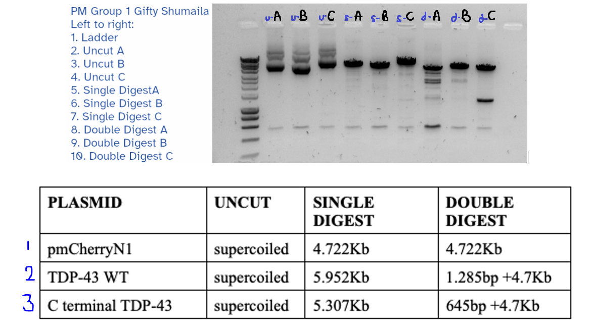 Solved differentiate between uncut, singledigest and double