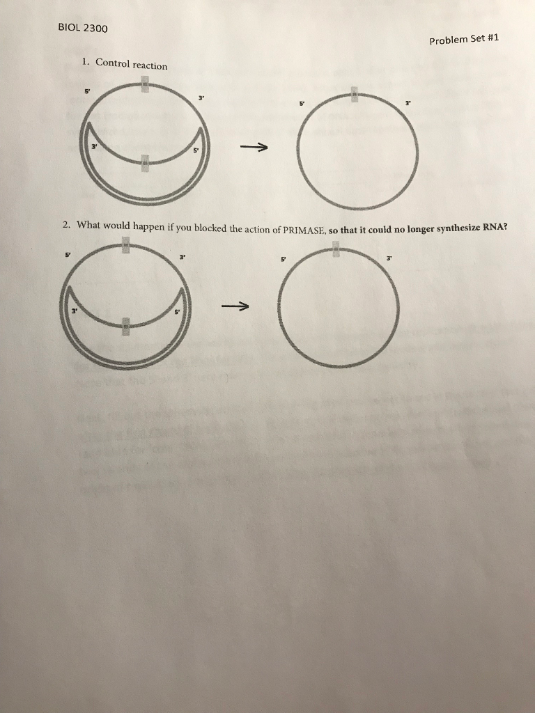 Solved DNA REPLICATION ACTIVITY PART 2 Please | Chegg.com