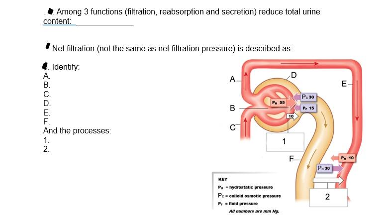 Solved Among 3 functions (filtration, reabsorption and | Chegg.com