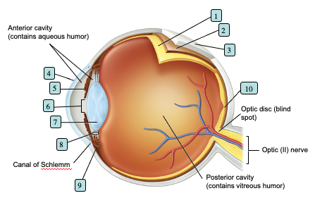 Solved Identify the eye structures on the image below. | Chegg.com