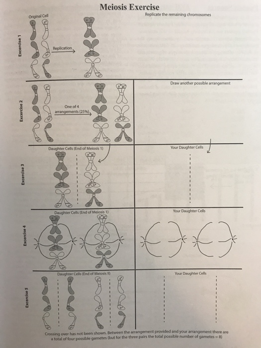 Solved Meiosis Exercise Replicate The Remaining Chromosomes | Chegg.com