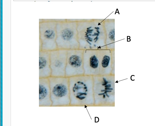 Solved Identify the stages of mitosis pointed to by each | Chegg.com