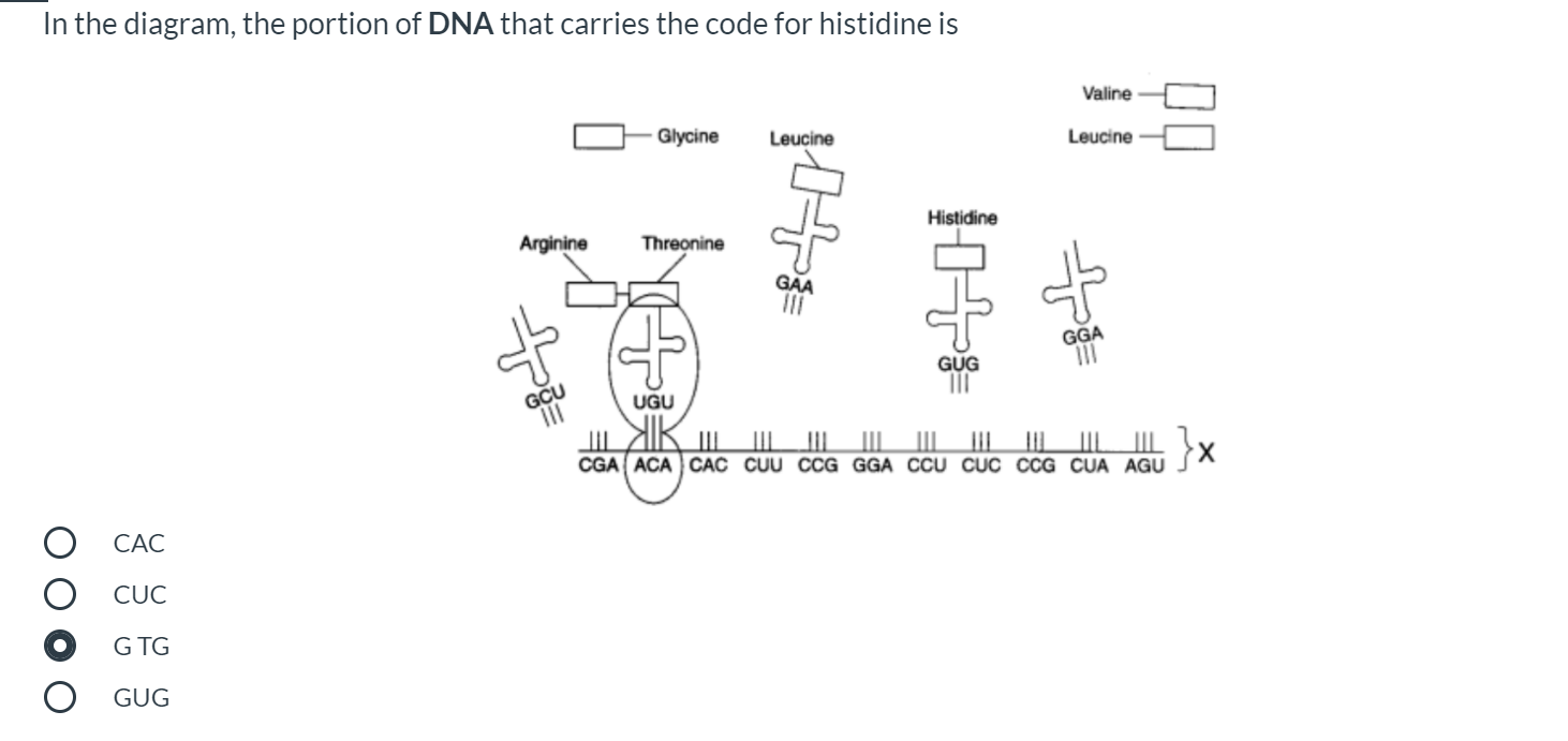 Solved In the diagram, the portion of DNA that carries the | Chegg.com