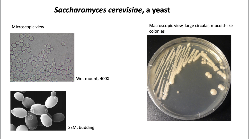 saccharomyces cerevisiae under microscope