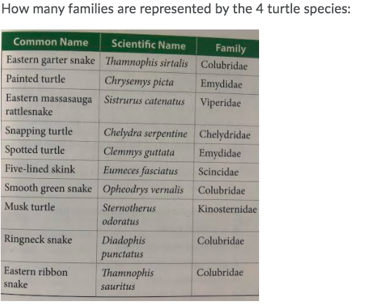 Solved How many families are represented by the 4 turtle | Chegg.com