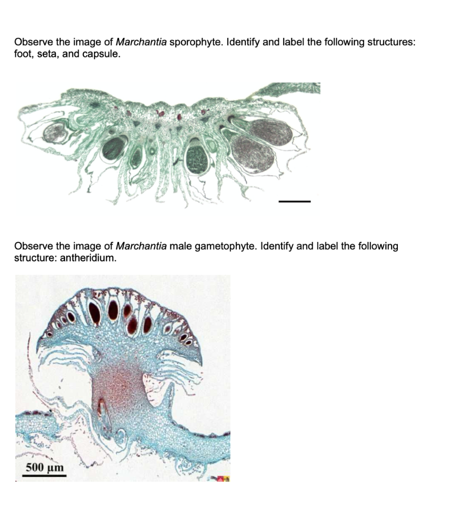 marchantia sporofiti