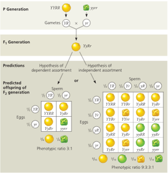 Solved 1. Recall the dihybrid cross involving yellow-round | Chegg.com