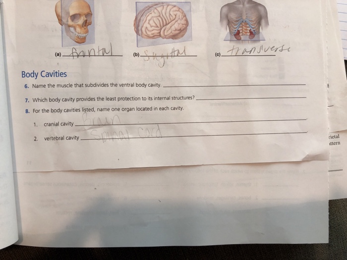 Which Body Cavity Provides The Least Protection What Muscle Subdivides the Ventral Body Cavity - Brennan-has-Reeves