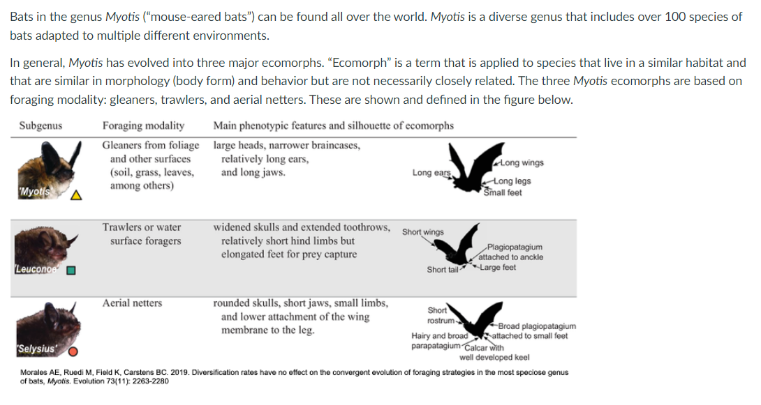 Solved Myotis pilosus is both an insectivore (insect-eater) | Chegg.com