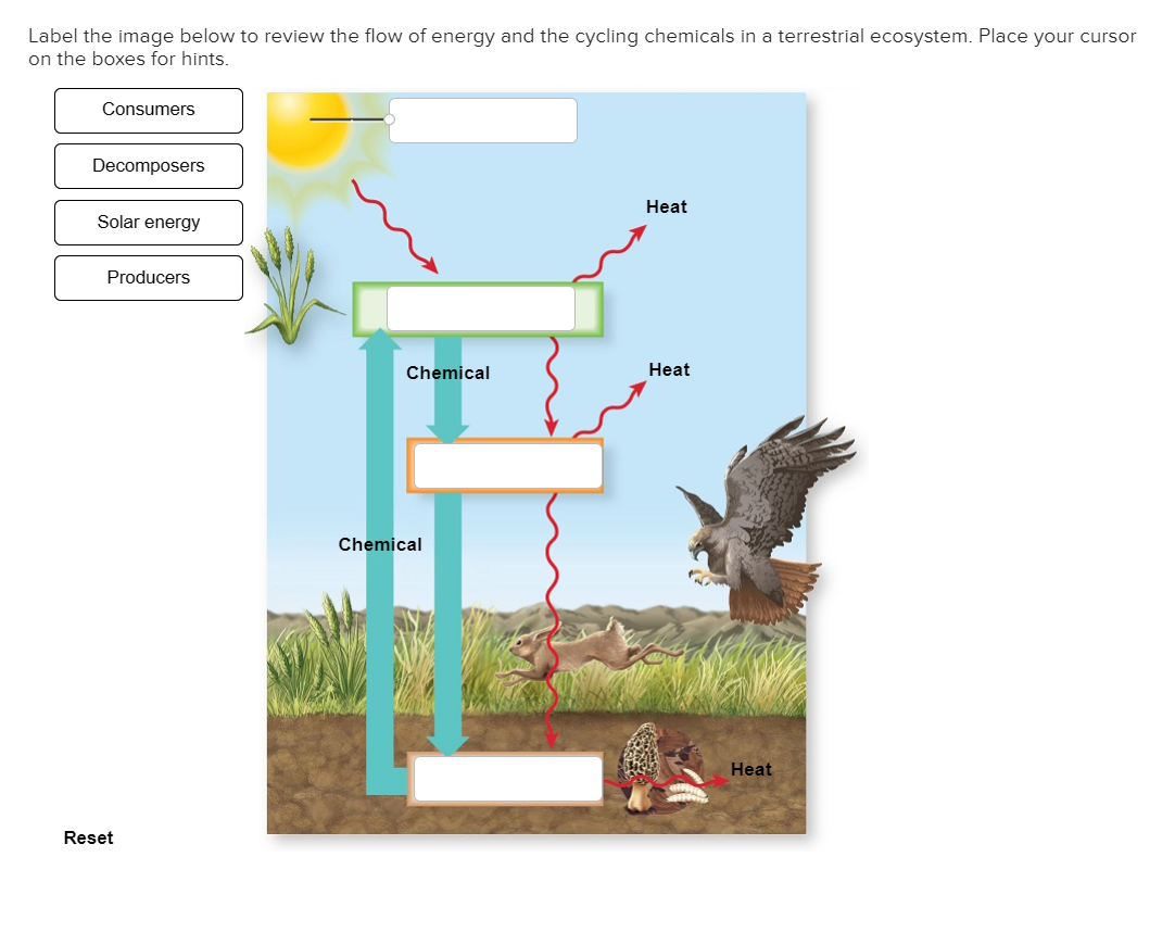 Solved Label the image below to review the flow of energy | Chegg.com