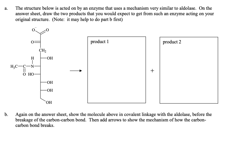 Solved a. The structure below is acted on by an enzyme that | Chegg.com
