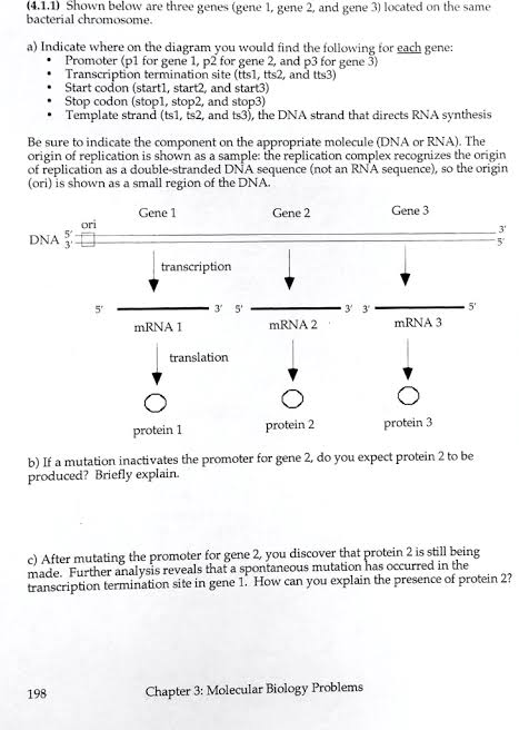 Solved 1.1Shown below are three genes (gene 1, gene 2, and | Chegg.com