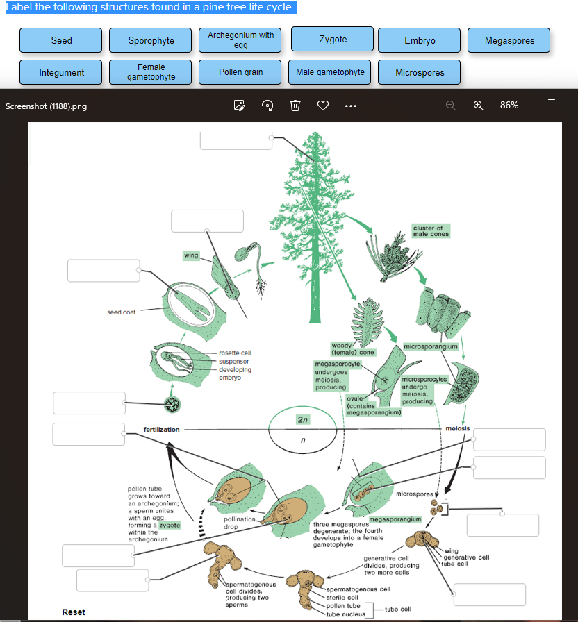 tree life cycle diagram