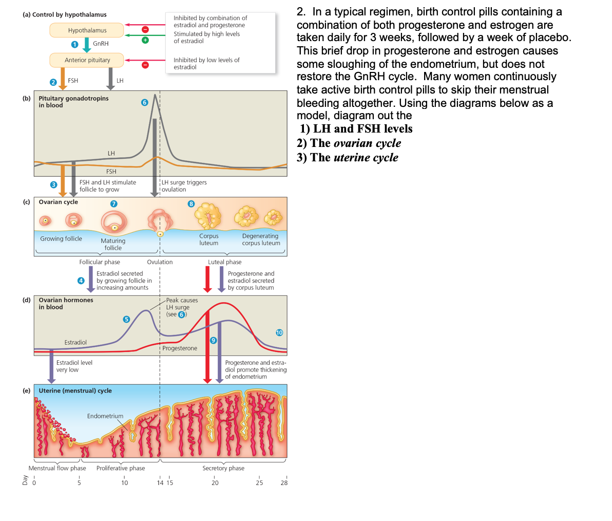 Solved (a) Control by hypothalamus Hypothalamus Inhibited by | Chegg.com