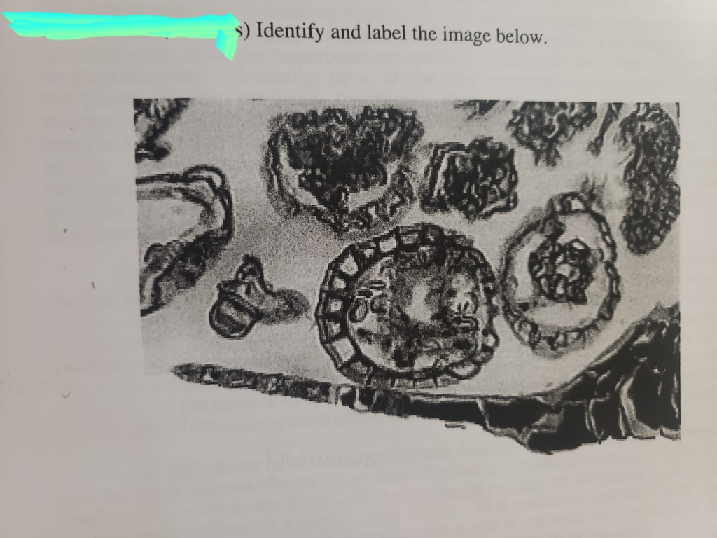 Solved s) Identify and label the image below.