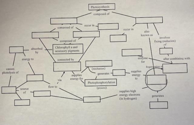 Solved Please help with this photosynthesis concept map | Chegg.com