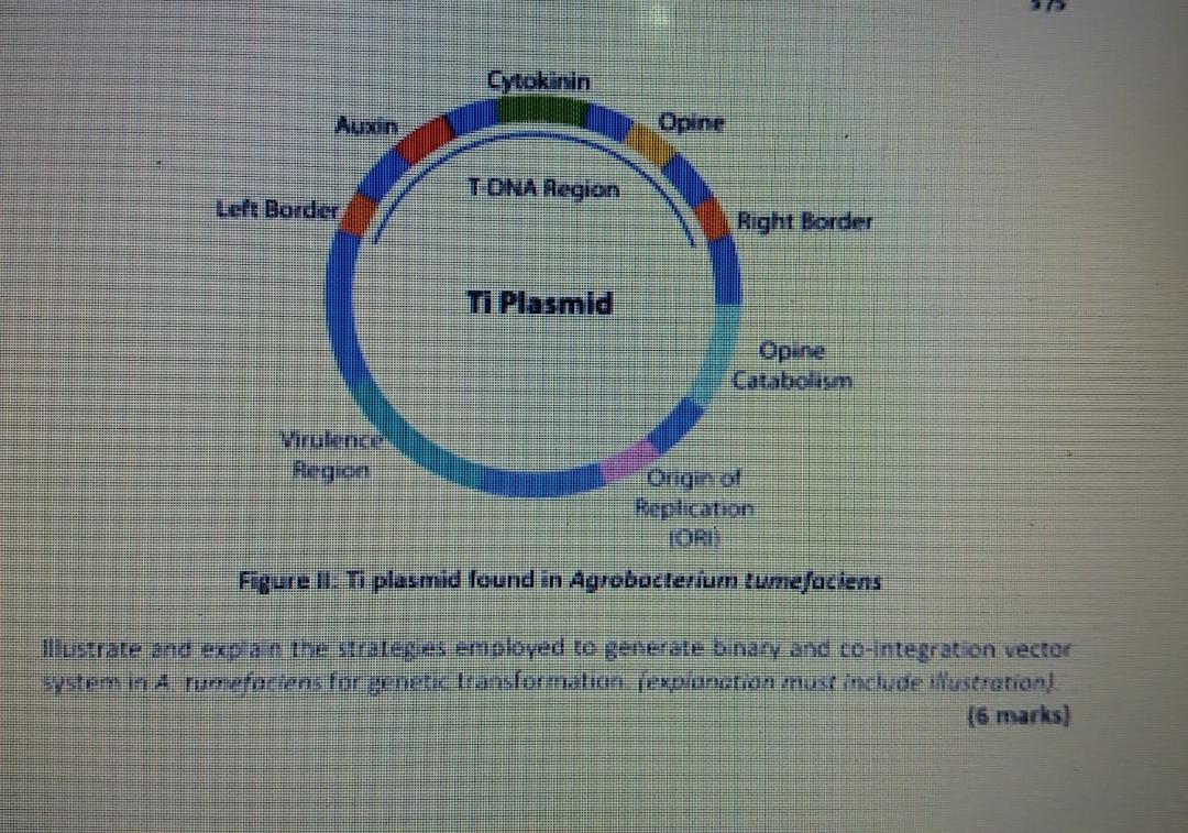 Solved B B B B Agrobacterium Tumefaciens Is A Bacterium Chegg Com