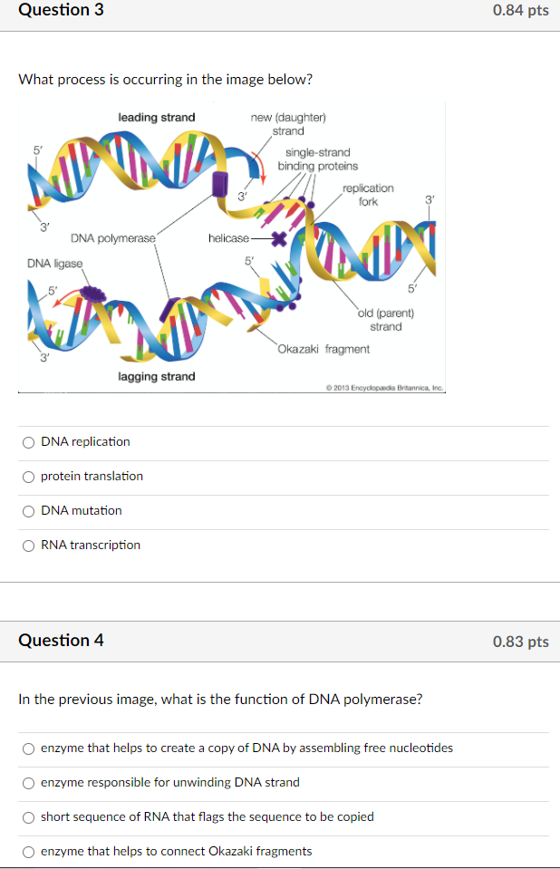 Solved Question 1 0.83 pts The double stranded nature of | Chegg.com