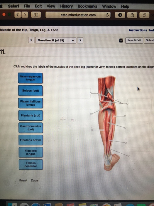 Solved Correctly Label The Muscles Of The Leg 57 Plan - vrogue.co