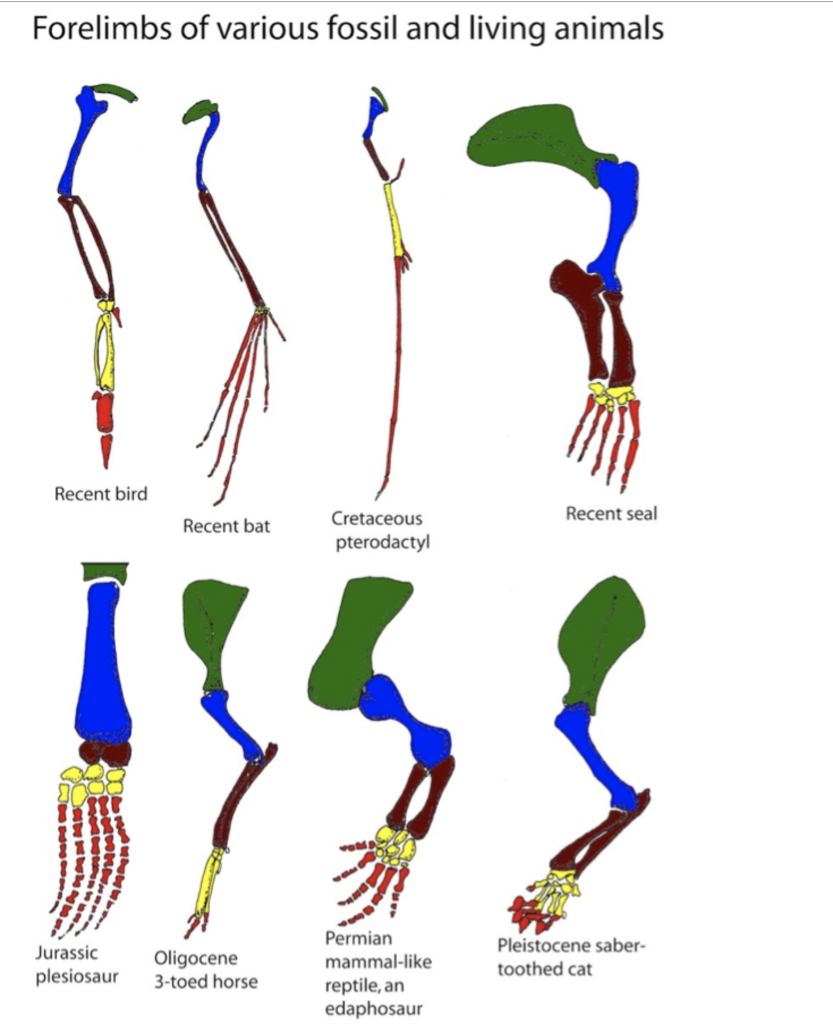 Solved Forelimbs of various fossil and living animals Recent | Chegg.com