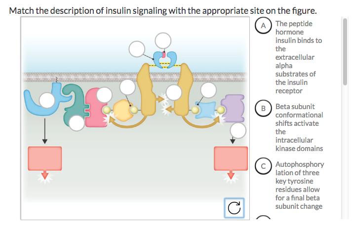 Solved Match the description of insulin signaling with the | Chegg.com