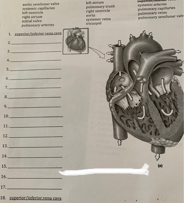 Solved aortic semilunar valve left atrium systemic | Chegg.com