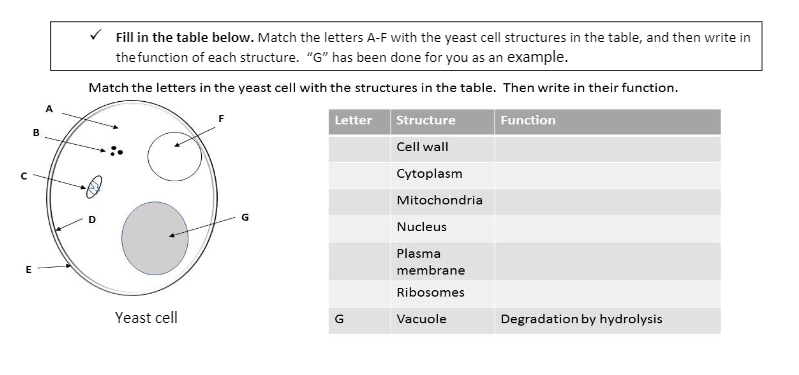 yeast cell structure