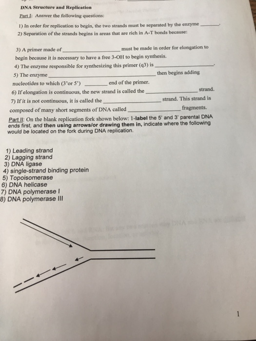 solved-dna-structure-and-replication-part-i-answer-the-chegg