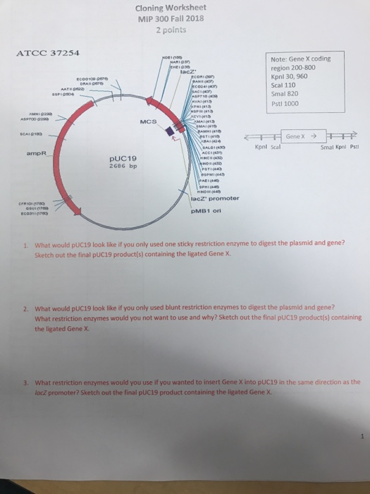 Cloning Worksheet MIP 300 Fall 2018 2 points ATCC