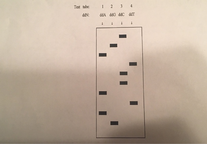 Solved 5. Give the DNA sequence of the growing chain | Chegg.com