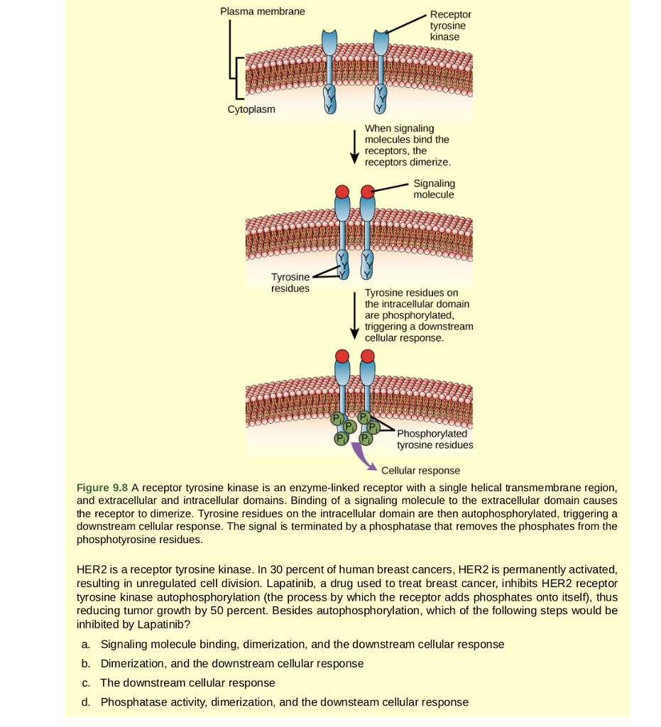 Solved Plasma membrane Receptor tyrosine kinase Cytoplasm | Chegg.com