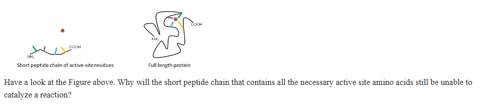 Short Peptide Chain Example Solved o cook Short peptide chain of active-site residues | Chegg.com