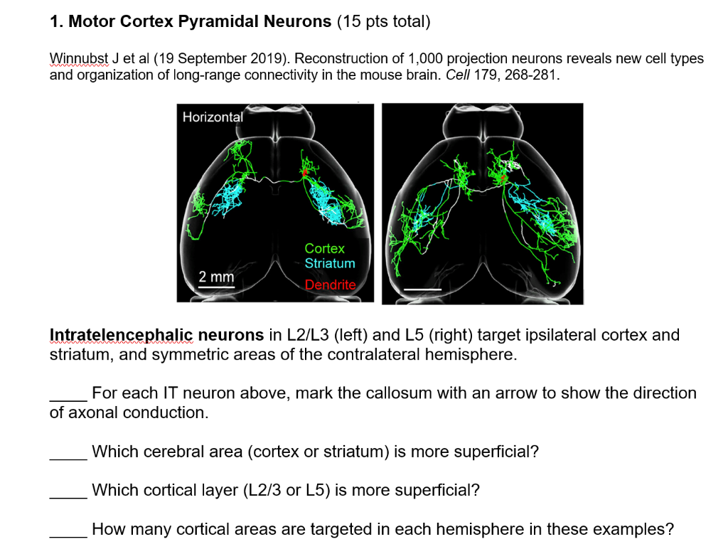 pyramidal neurons cortex