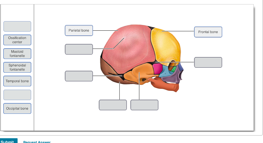 Anatomy Of Frontal Bone