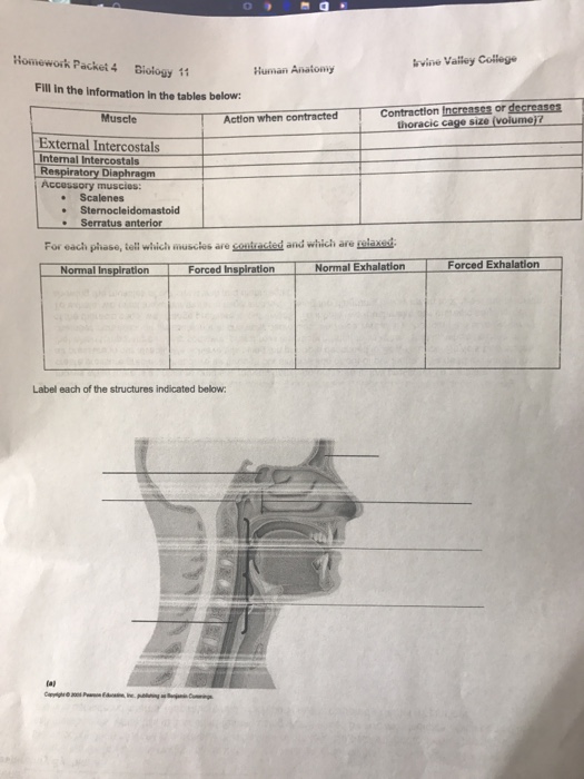 anatomy and physiology homework help