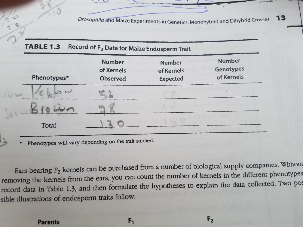 13 Drosophila and Maize Experiments in