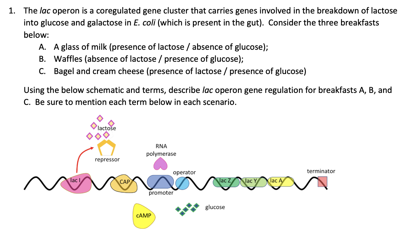 Solved The lac operon is a coregulated gene cluster that | Chegg.com