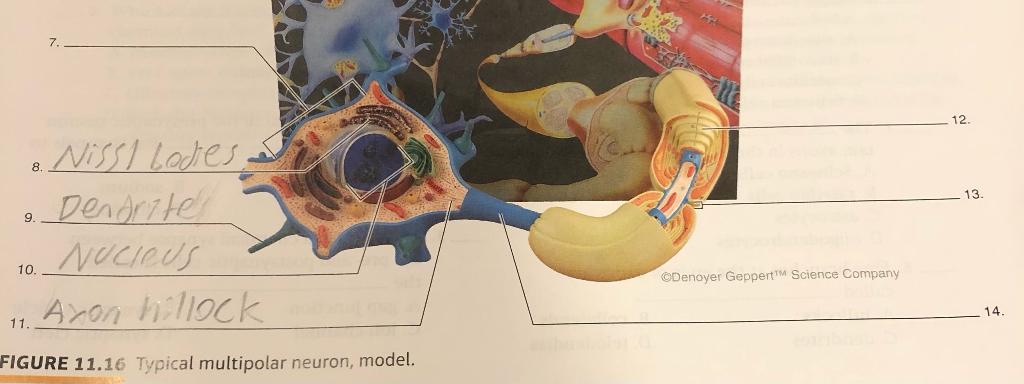 neuron model labeled