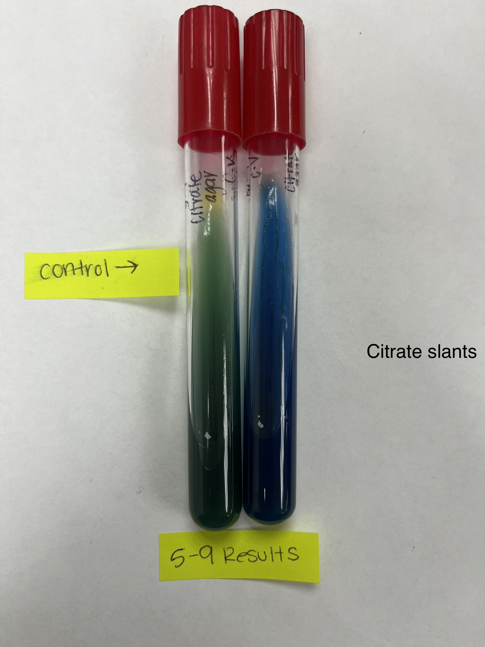 Solved What is the bacteria based on these results? Gram | Chegg.com