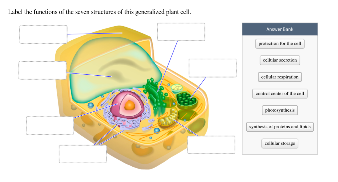 plant cell diagram labeled with functions