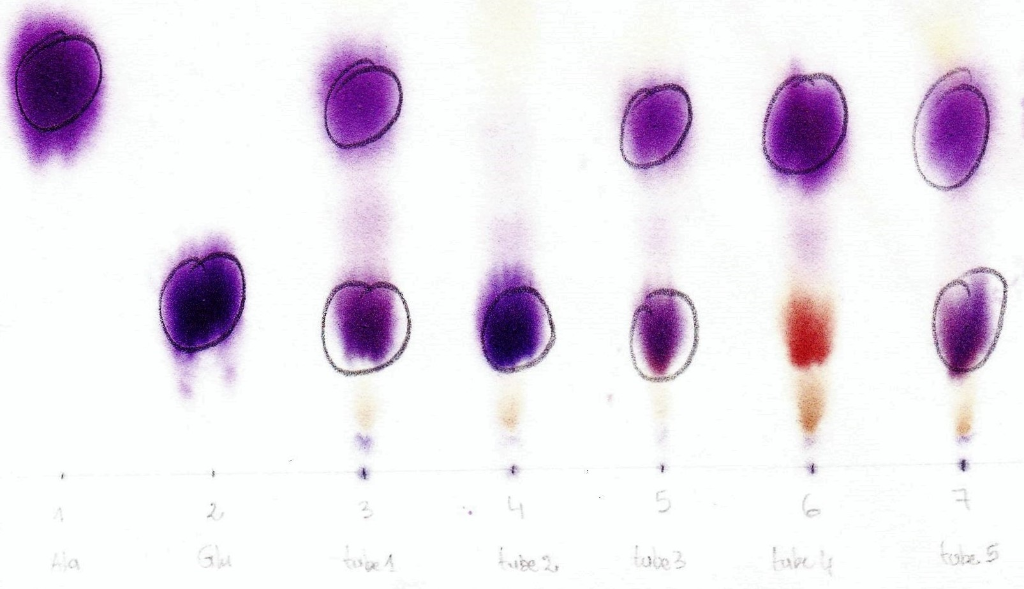 This is my results from aminoacid paper
