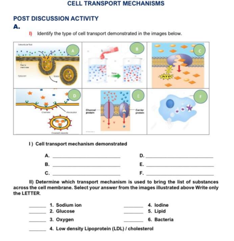 solved-cell-transport-mechanisms-post-discussion-activity-a-chegg