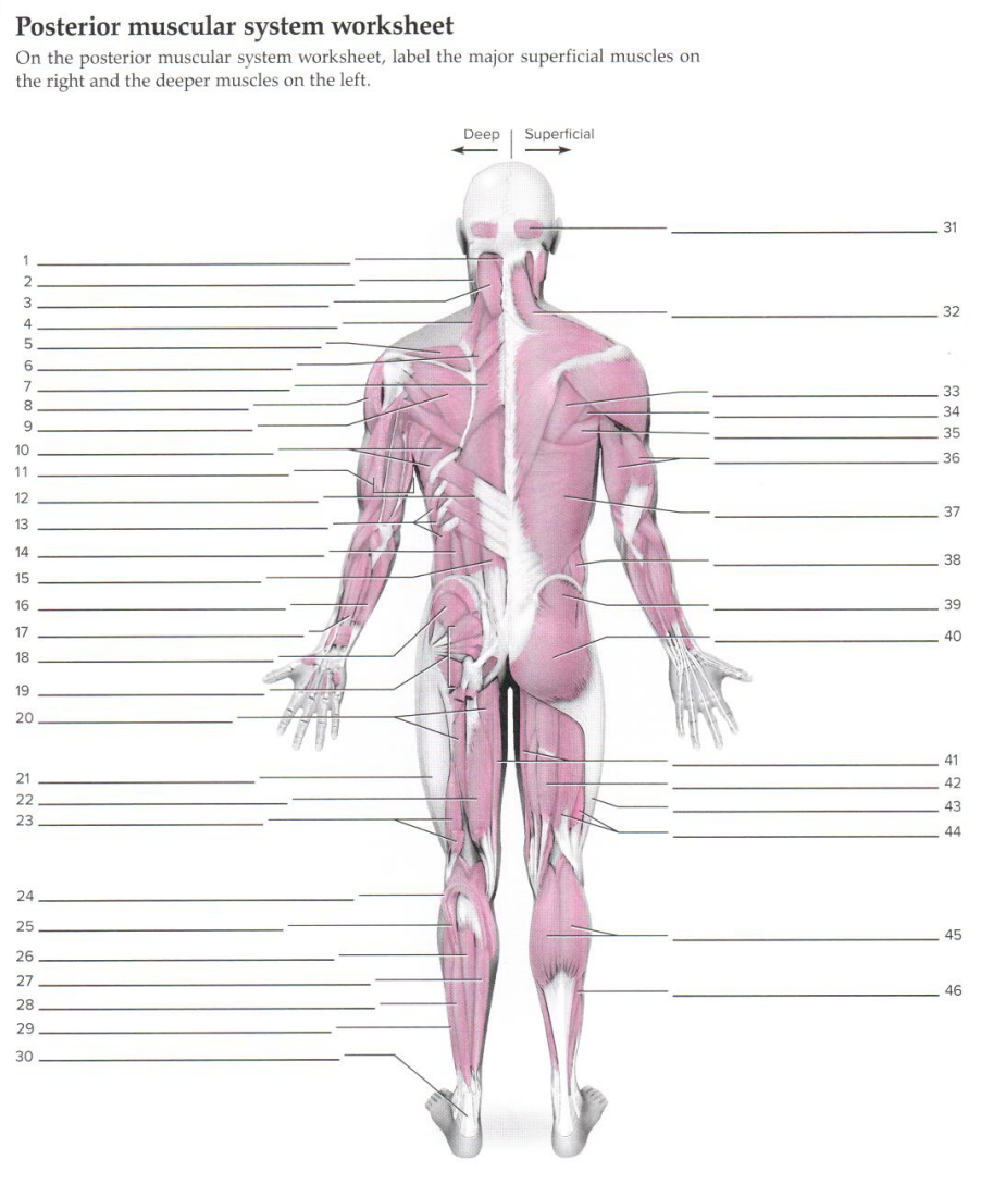 solved-posterior-muscular-system-worksheet-on-the-posterior-chegg