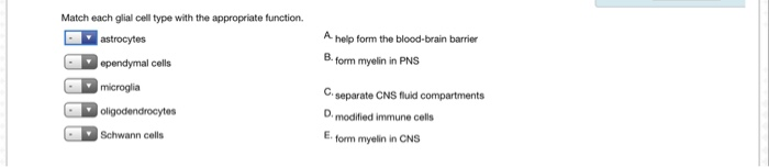 Solved Match each glial cell type with the appropriate | Chegg.com