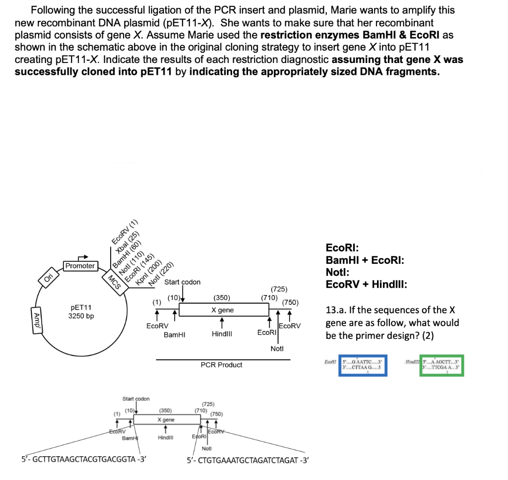 Solved Following the successful ligation of the PCR insert | Chegg.com