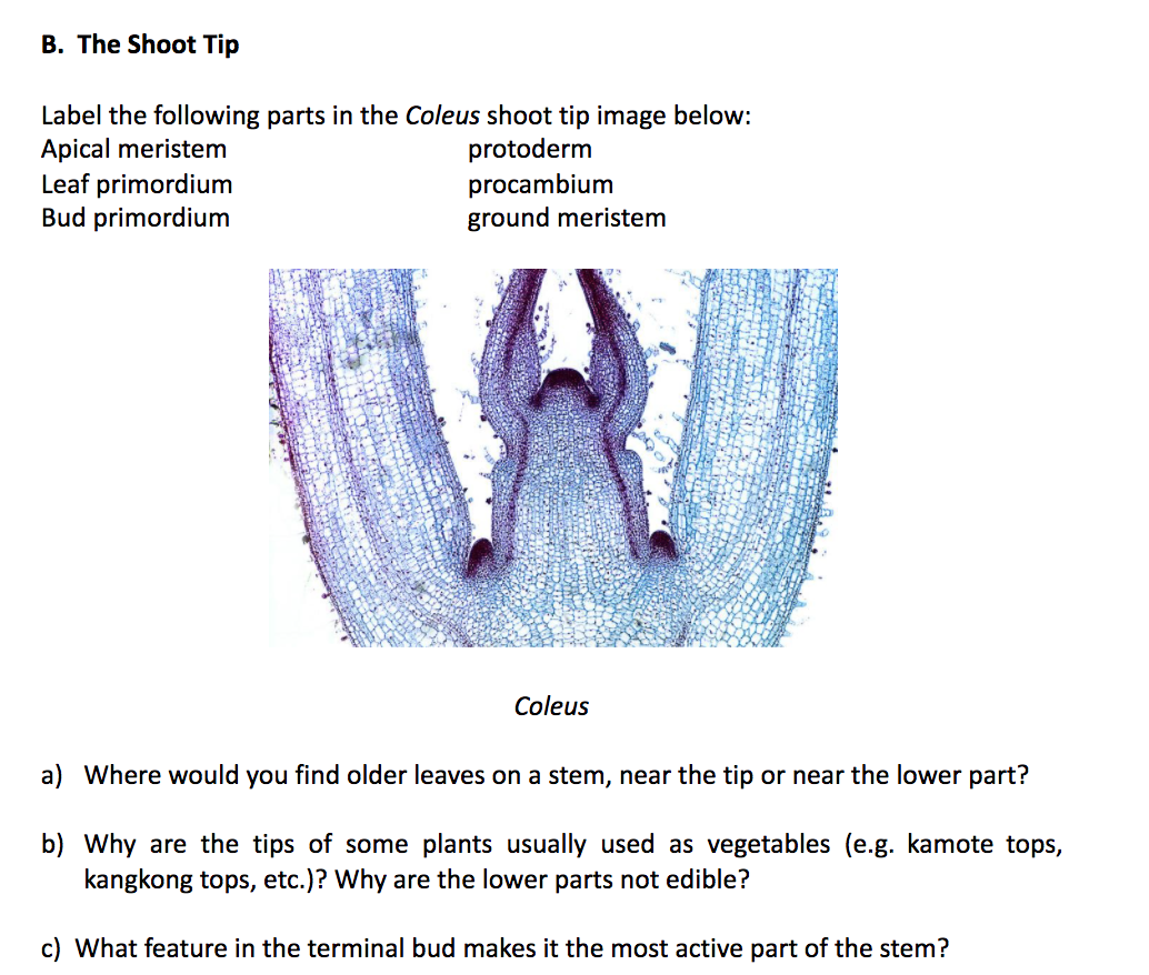 coleus plant diagram