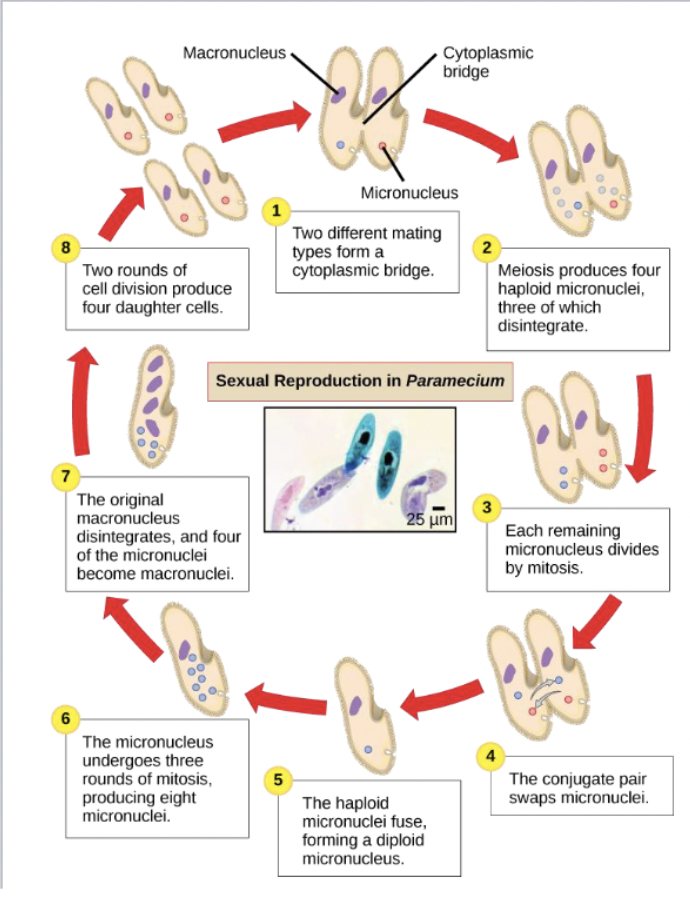 Solved What stages show gamete formation? What stages show Biology Diagrams